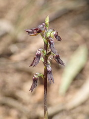 Genoplesium despectans