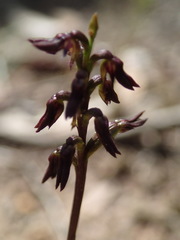 Genoplesium despectans