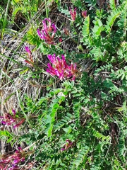 Astragalus monspessulanus