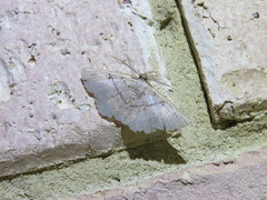 Petelia medardaria
