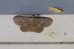 Petelia medardaria
