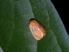 Trischalis subaurana