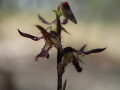 Genoplesium morrisii