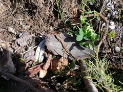 Oligosoma polychroma