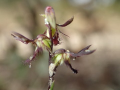 Genoplesium morrisii