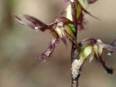 Genoplesium morrisii