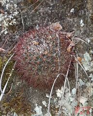 Mammillaria rhodantha fera-rubra