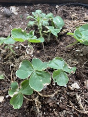 Oxalis