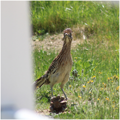 Geococcyx californianus