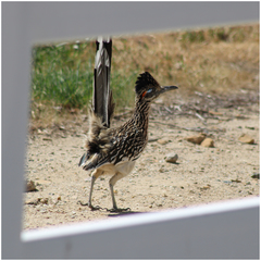 Geococcyx californianus