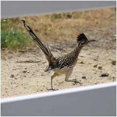 Geococcyx californianus