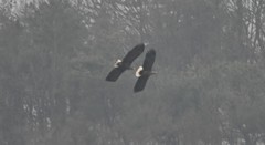 Haliaeetus albicilla
