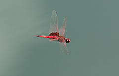 Tramea eurybia