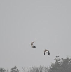 Haliaeetus albicilla