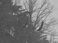 Haliaeetus albicilla