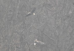 Haliaeetus albicilla