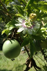 Passiflora edulis edulis