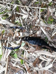 Centruroides gracilis