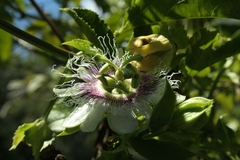 Passiflora edulis edulis