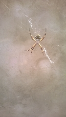 Argiope argentata