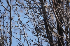 Poecile atricapillus