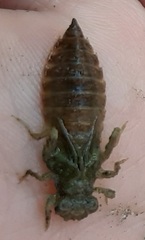 Erpetogomphus
