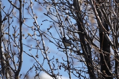 Poecile atricapillus