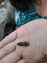 Erpetogomphus