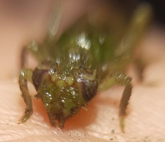 Erpetogomphus