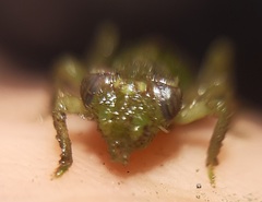 Erpetogomphus