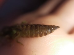 Erpetogomphus