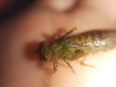 Erpetogomphus