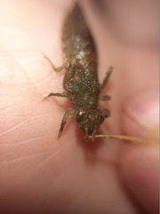 Erpetogomphus