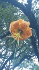 Lilium humboldtii humboldtii