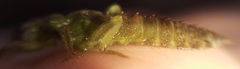 Erpetogomphus