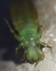Erpetogomphus