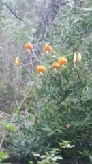 Lilium humboldtii humboldtii