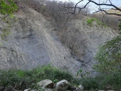 Erpetogomphus