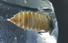 Erpetogomphus