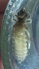 Erpetogomphus