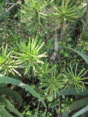 Senecio barbertonicus