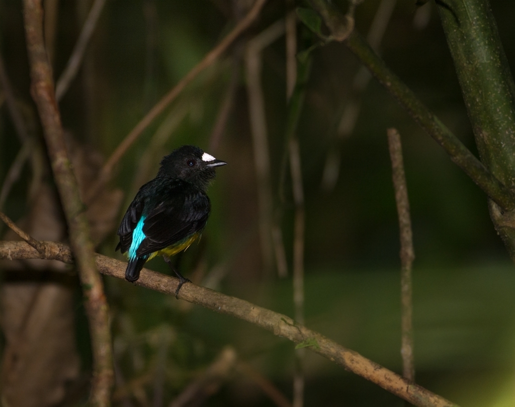 White-fronted Manakin photo
