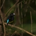 White-fronted Manakin - Photo (c) Ronaldo Garcia, some rights reserved (CC BY-NC), uploaded by Ronaldo Garcia