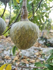 Annona reticulata
