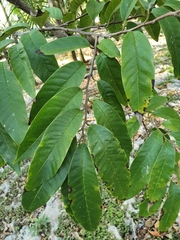 Annona reticulata