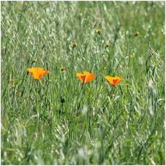 Eschscholzia californica