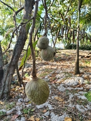 Annona reticulata