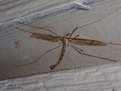 Tricyphona