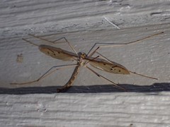 Tricyphona