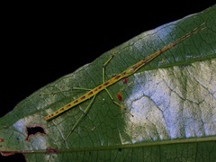 Lobonecroscia subflava